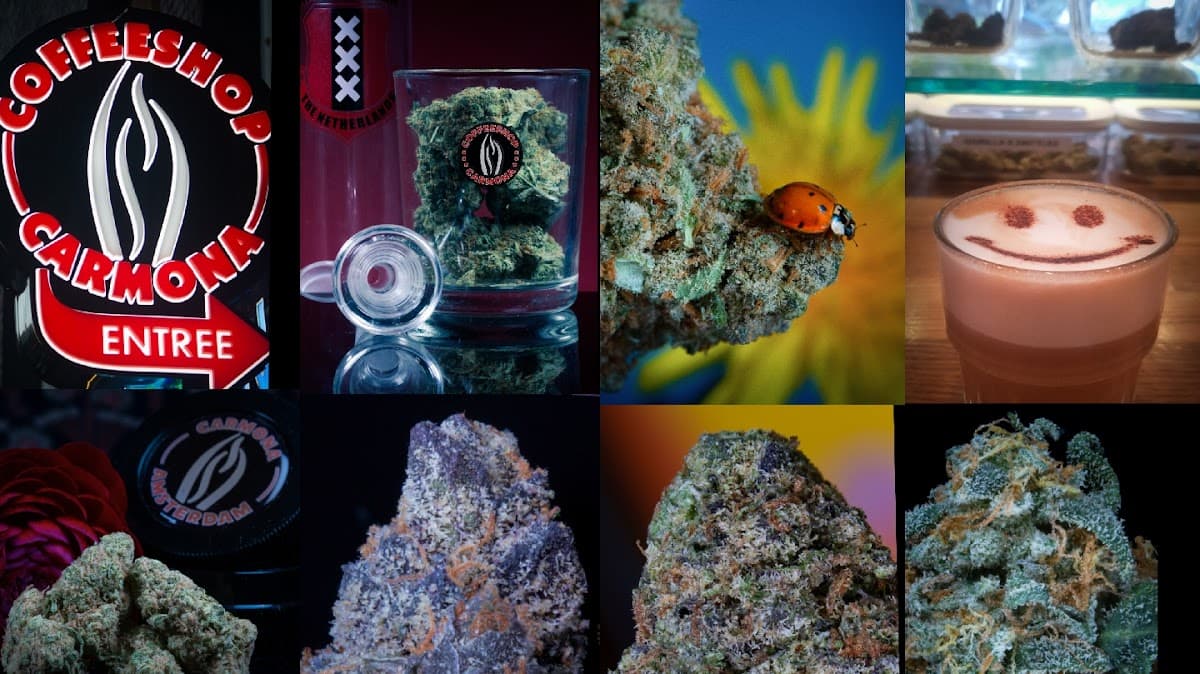 Coffeeshop Carmona - Foto 4