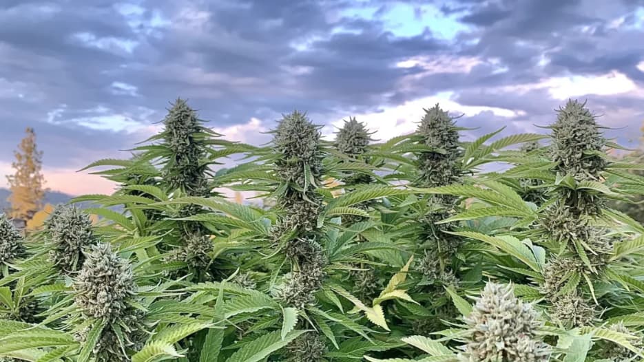 Jemig de Pemig - Foto 2