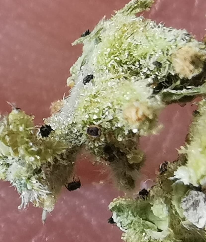 Koffiehuis Sidewalk - Foto 4