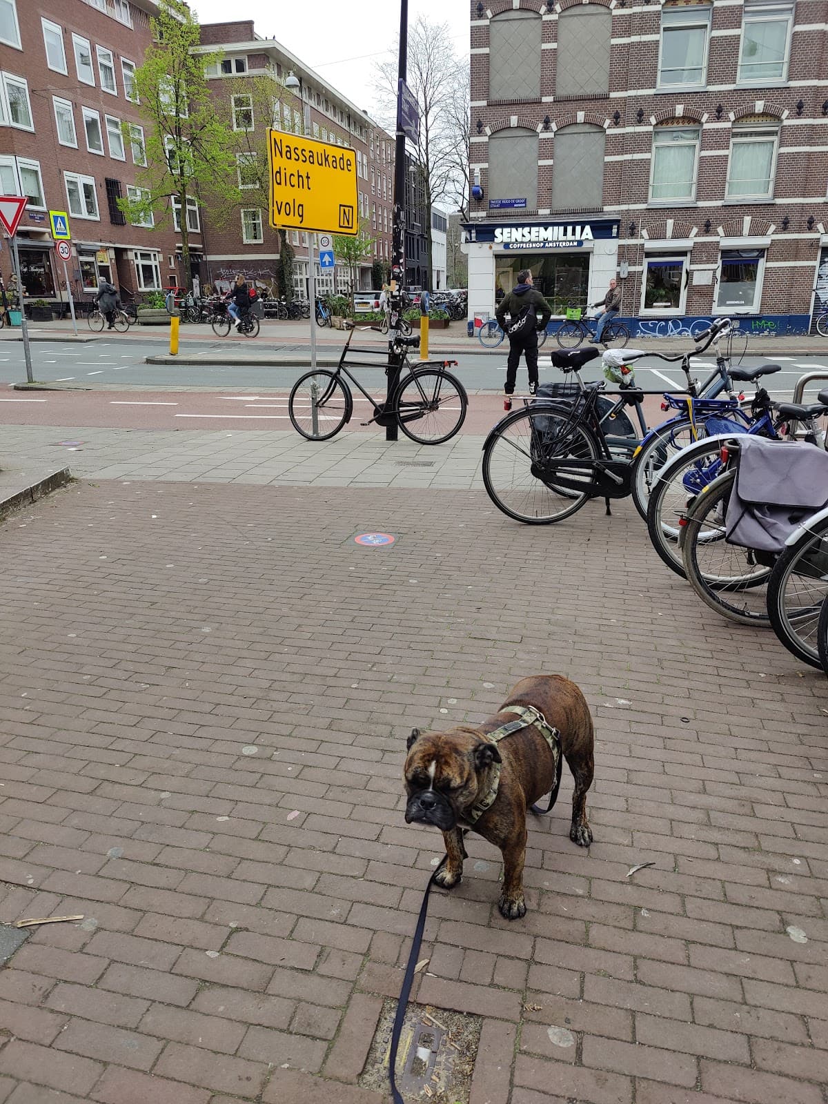 Sensemillia - Foto 4