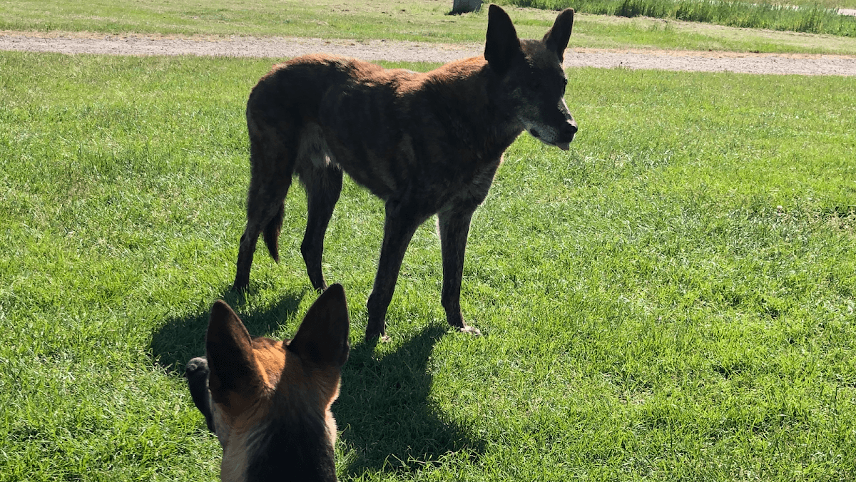 Smoke v/h Buggy - Foto 2