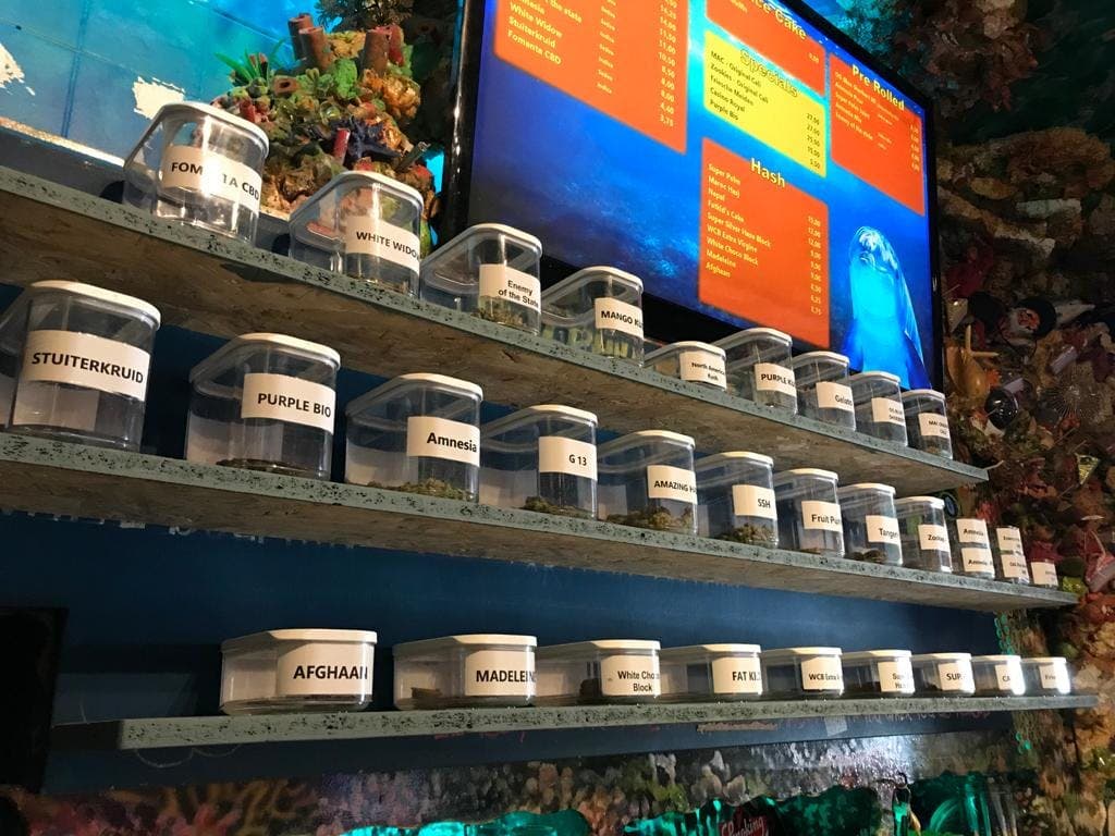 The Dolphins - Foto 3